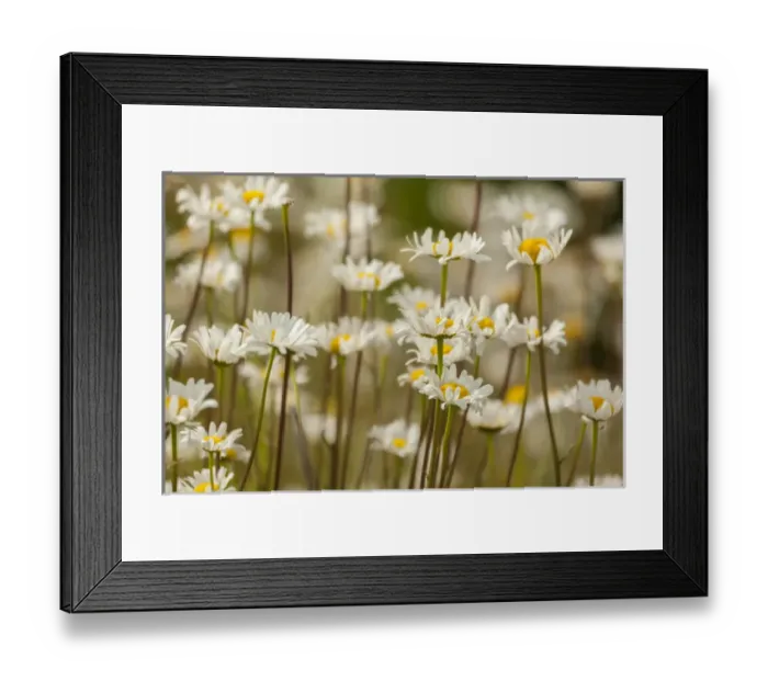 Framed Print : USA, Colorado, Grand County. Oxeye daisies Framed Print : USA, Colorado, Grand County. Oxeye daisies