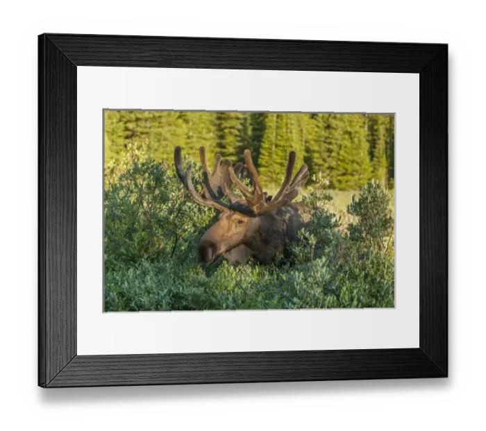 Framed Print : USA, Colorado, Brainard Lake Recreation Area. Bull moose with velvet antlers. Credit as Framed Print : USA, Colorado, Brainard Lake Recreation Area. Bull moose with velvet antlers. Credit as