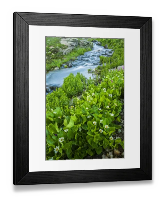 Framed Print : USA, Colorado, San Juan Mountains. Stream cascade and spring marigolds. Credit as Framed Print : USA, Colorado, San Juan Mountains. Stream cascade and spring marigolds. Credit as