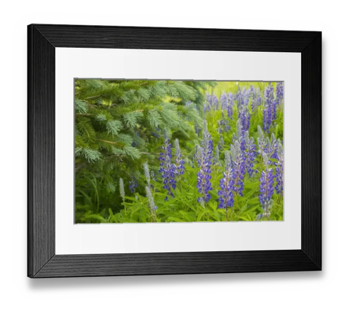 Framed Print : USA, Colorado, Gunnison National Forest. Close-up of lupine and pine tree limbs. Credit as Framed Print : USA, Colorado, Gunnison National Forest. Close-up of lupine and pine tree limbs. Credit as