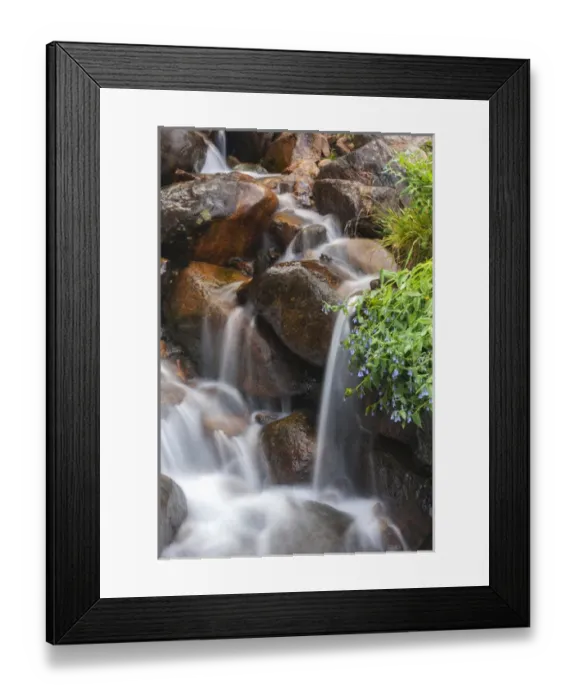 Framed Print : USA, Colorado, Clear Creek County. Close-up of cascade and chiming bells flowers Framed Print : USA, Colorado, Clear Creek County. Close-up of cascade and chiming bells flowers