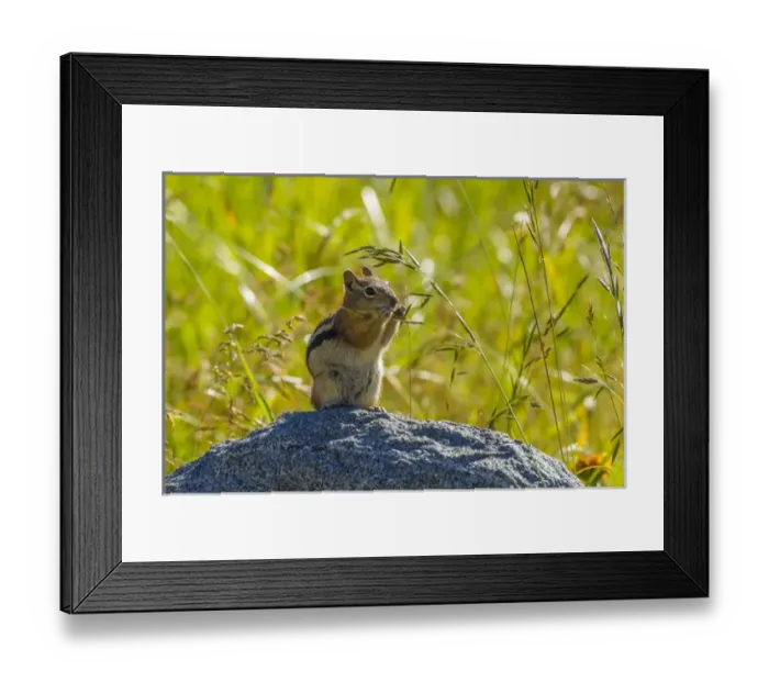 Framed Print : USA, Colorado, Gunnison National Forest. Golden-mantled ground squirrel eating grass seeds Framed Print : USA, Colorado, Gunnison National Forest. Golden-mantled ground squirrel eating grass seeds