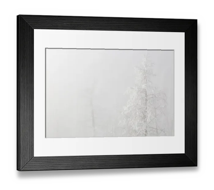 Framed Print : USA, Colorado, Pike National Forest. Trees with hoarfrost in fog Framed Print : USA, Colorado, Pike National Forest. Trees with hoarfrost in fog