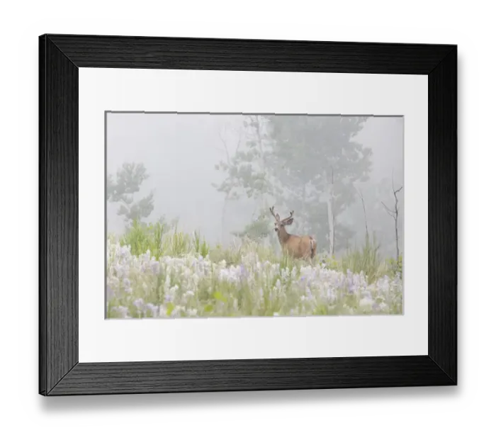 Framed Print : USA, Colorado, Pike National Forest. A male mule deer in foggy meadow. Credit as