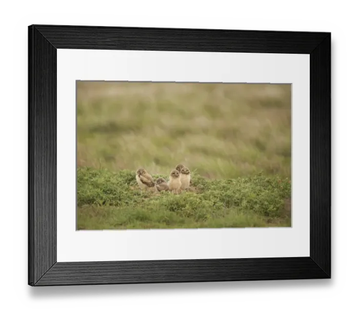 Framed Print : USA, Colorado, Pike National Forest. Burrowing owl babies at sunrise Framed Print : USA, Colorado, Pike National Forest. Burrowing owl babies at sunrise