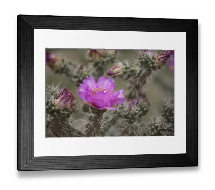 Framed Print : USA, Colorado. Tree cholla cactus in bloom. Credit as: Don Grall / Jaynes Gallery / DanitaDelimont Framed Print : USA, Colorado. Tree cholla cactus in bloom. Credit as: Don Grall / Jaynes Gallery / DanitaDelimont