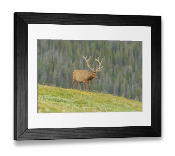 Framed Print : USA, Colorado, Rocky Mountain National Park. Bull elk in velvet walking. Credit as Framed Print : USA, Colorado, Rocky Mountain National Park. Bull elk in velvet walking. Credit as