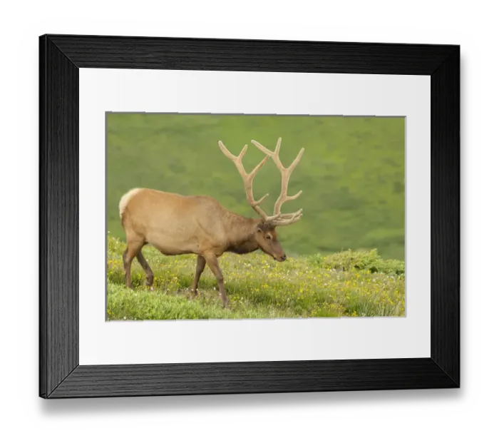 Framed Print : USA, Colorado, Rocky Mountain National Park. Bull elk in velvet walking. Credit as Framed Print : USA, Colorado, Rocky Mountain National Park. Bull elk in velvet walking. Credit as