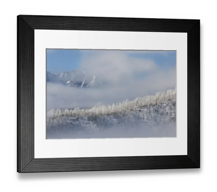 Framed Print : USA, Colorado. Hoarfrost coats the trees of Pike National Forest Framed Print : USA, Colorado. Hoarfrost coats the trees of Pike National Forest