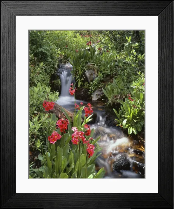 Framed Print : View of waterfall in forest