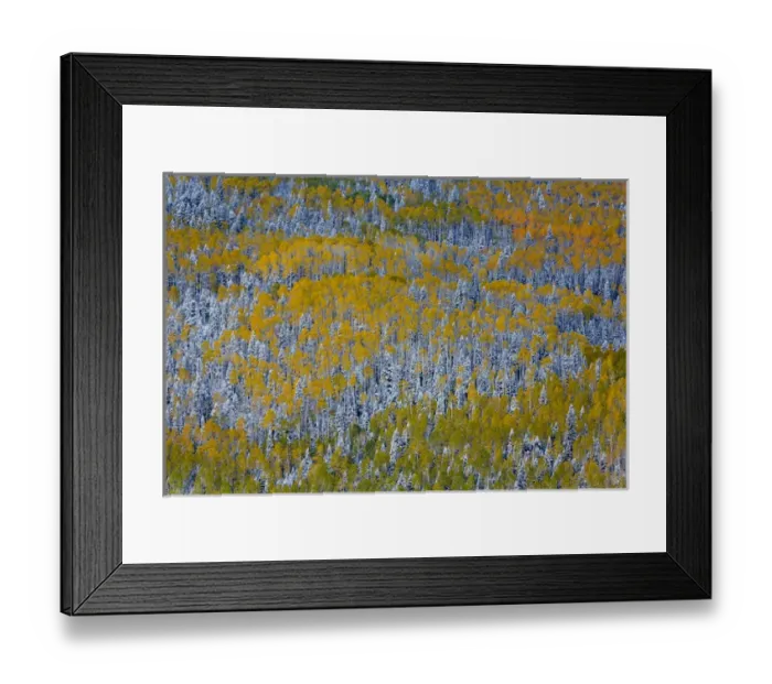 Framed Print : USA, Colorado, Uncompahgre National Forest. Landscape of forest in autumn. Credit as Framed Print : USA, Colorado, Uncompahgre National Forest. Landscape of forest in autumn. Credit as