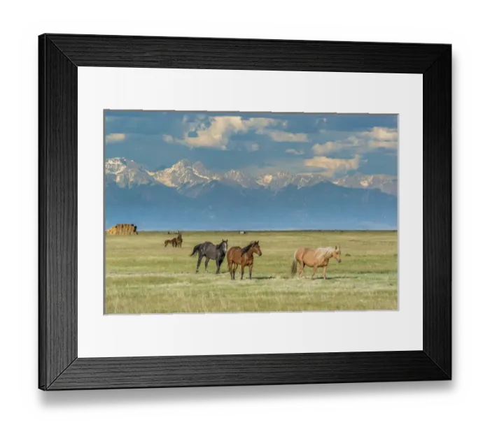 Framed Print : Heard of horses in hayfield, San Luis Valley Framed Print : Heard of horses in hayfield, San Luis Valley