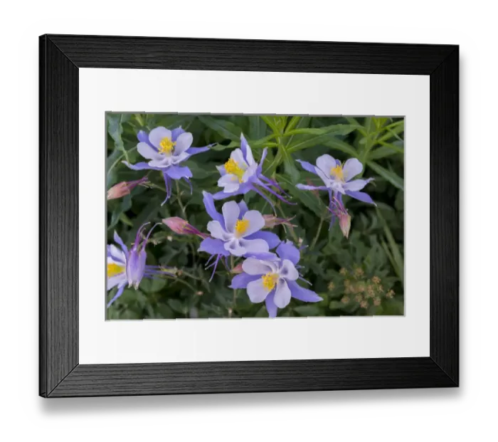 Framed Print : Colorado Columbine, aquilegia caerulea from Gothic Road near Crested Butte, Co Framed Print : Colorado Columbine, aquilegia caerulea from Gothic Road near Crested Butte, Co
