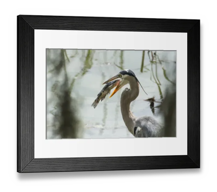 Framed Print : Great Blue Heron with fish in mouth