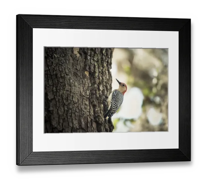 Framed Print : Red Bellied Woodpecker on tree