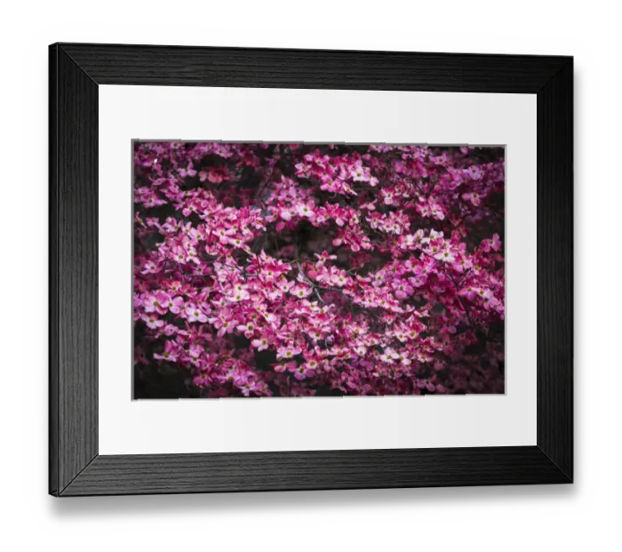 Framed Print : Pink Dogwood, Yosemite National Park, California USA Framed Print : Pink Dogwood, Yosemite National Park, California USA