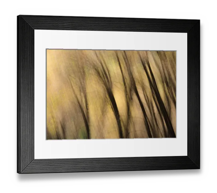 Framed Print : Forest abstract, Yosemite National Park, California USA