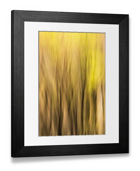 Framed Print : Forest abstract, Yosemite National Park, California USA Framed Print : Forest abstract, Yosemite National Park, California USA