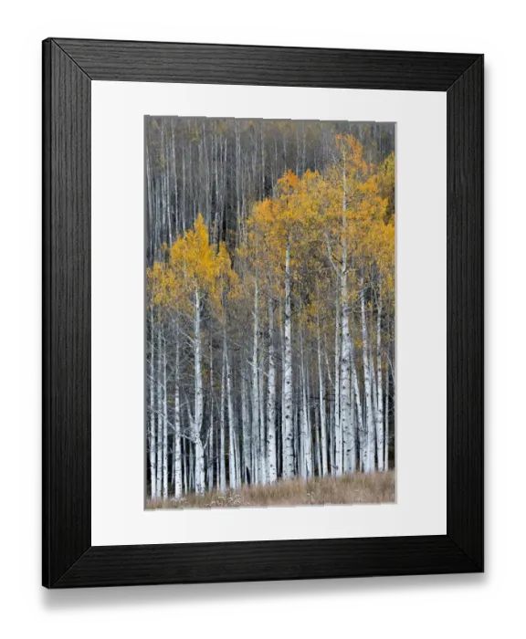 Framed Print : North America, USA, Colorado. A stand of autumn yellow aspen in the Uncompahgre National Forest