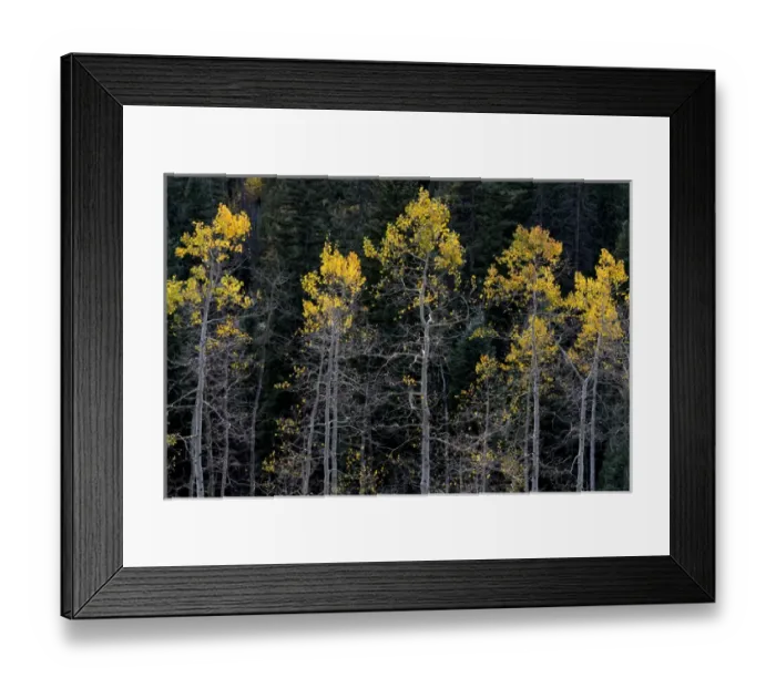 Framed Print : North America, USA, Colorado. A stand of autumn yellow aspen in the Uncompahgre National Forest Framed Print : North America, USA, Colorado. A stand of autumn yellow aspen in the Uncompahgre National Forest