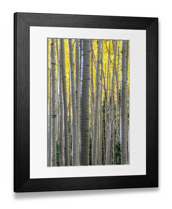 Framed Print : North America, USA, Colorado. A stand of autumn yellow aspen in the Uncompahgre National Forest