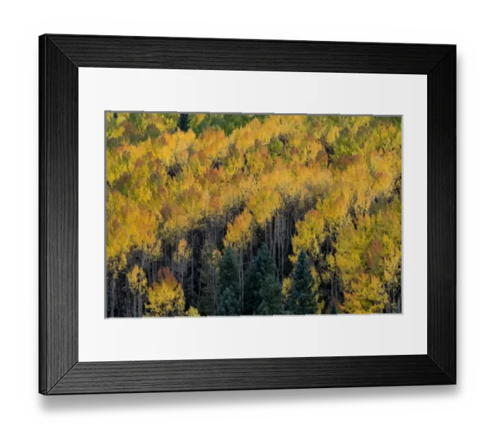 Framed Print : North America, USA, Colorado. Autumn yellow aspen, fir trees, Uncompahgre National Forest