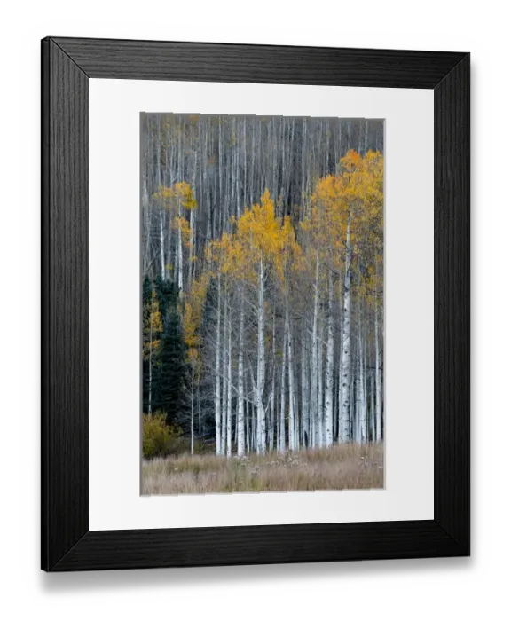 Framed Print : North America, USA, Colorado. A stand of autumn yellow aspen in the Uncompahgre National Forest