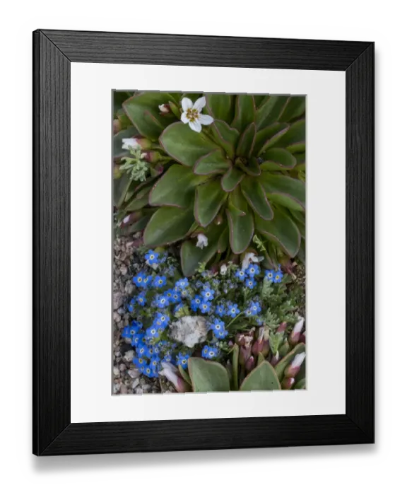 Framed Print : North America, USA, Colorado, American Basin, Alpine Spring Beauty (Claytonia megarhiza) Framed Print : North America, USA, Colorado, American Basin, Alpine Spring Beauty (Claytonia megarhiza)