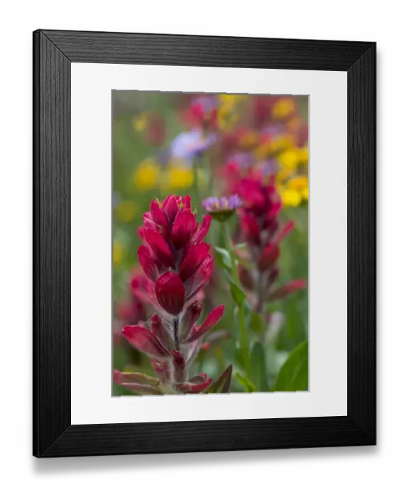 Framed Print : North America, USA, Colorado, Jones Pass, Alpine Wildflowers with Paintbrush (Castilleja sp