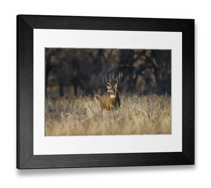 Framed Print : Mule Deer (Odocoileus hemionus) buck in winter grassland cover Framed Print : Mule Deer (Odocoileus hemionus) buck in winter grassland cover