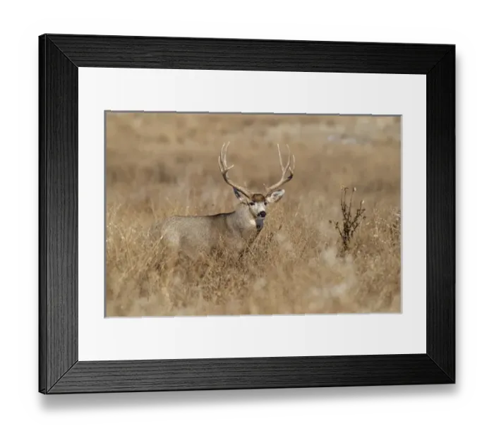 Framed Print : Mule Deer (Odocoileus hemionus) buck in winter grassland cover Framed Print : Mule Deer (Odocoileus hemionus) buck in winter grassland cover