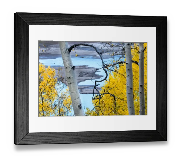 Framed Print : North America, USA, Colorado. Bright yellow autumn leaves on aspen and turquoise