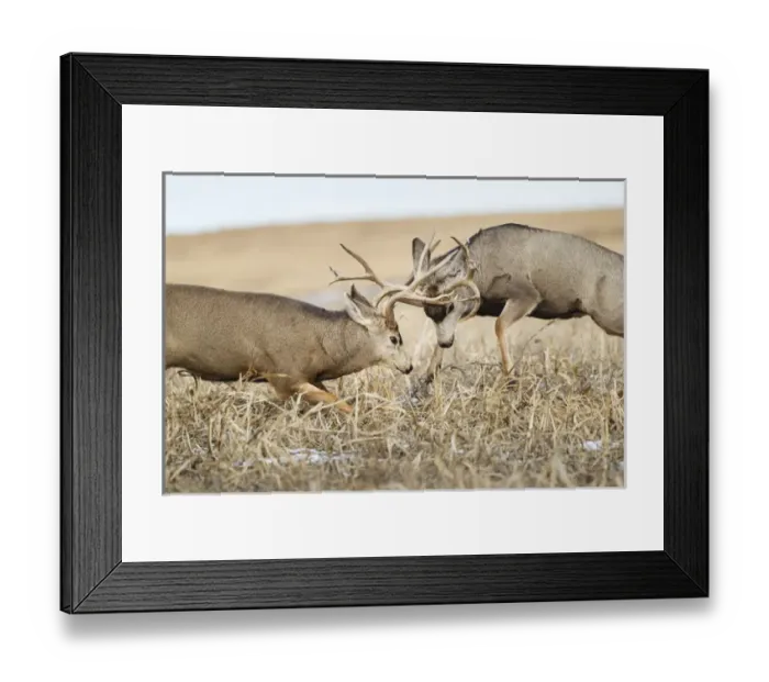 Framed Print : Mule Deer (Odocoileus hemionus) bucks fighting during rut