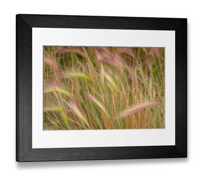 Framed Print : Fox-tail Barley, Hordeum jubatum, roadside, Routt National Forest, Colorado, USA Framed Print : Fox-tail Barley, Hordeum jubatum, roadside, Routt National Forest, Colorado, USA