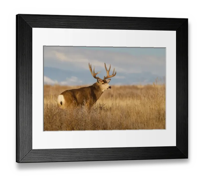 Framed Print : Mule Deer (Odocoileus hemionus) buck in winter grassland cover Framed Print : Mule Deer (Odocoileus hemionus) buck in winter grassland cover