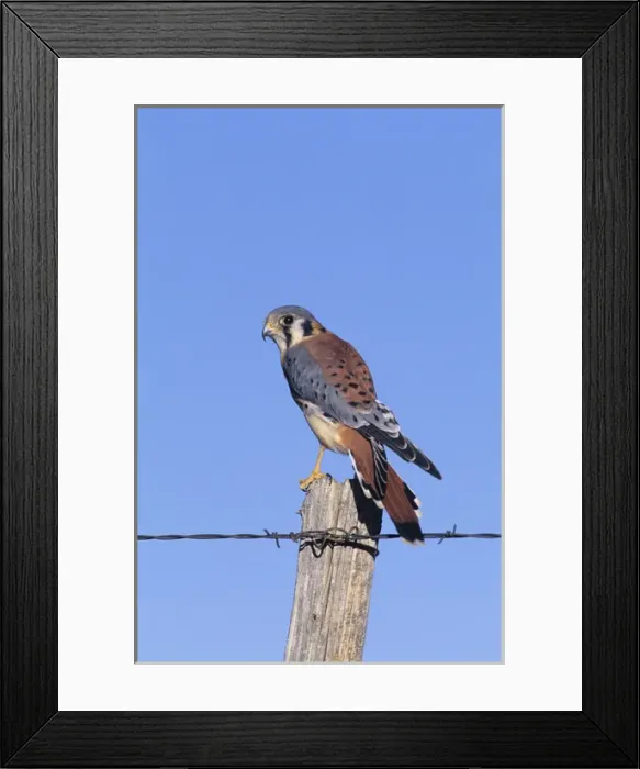 Framed Print : American kestrel (Falco sparverius) male on fence post, Colorado