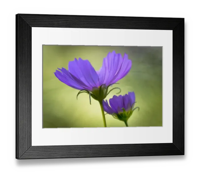 Framed Print : USA, Wilmington, Delaware, Winthure Gardens. Close-up of cosmos flowers. Credit as Framed Print : USA, Wilmington, Delaware, Winthure Gardens. Close-up of cosmos flowers. Credit as