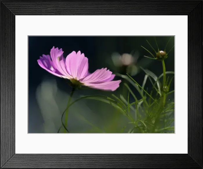 Framed Print : USA, Wilmington, Delaware, Winthure Gardens. Close-up of cosmos flower and bud. Credit as Framed Print : USA, Wilmington, Delaware, Winthure Gardens. Close-up of cosmos flower and bud. Credit as