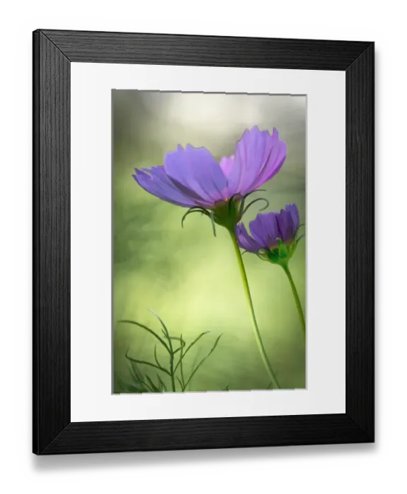 Framed Print : USA, Wilmington, Delaware, Winthure Gardens. Close-up of cosmos flowers. Credit as Framed Print : USA, Wilmington, Delaware, Winthure Gardens. Close-up of cosmos flowers. Credit as