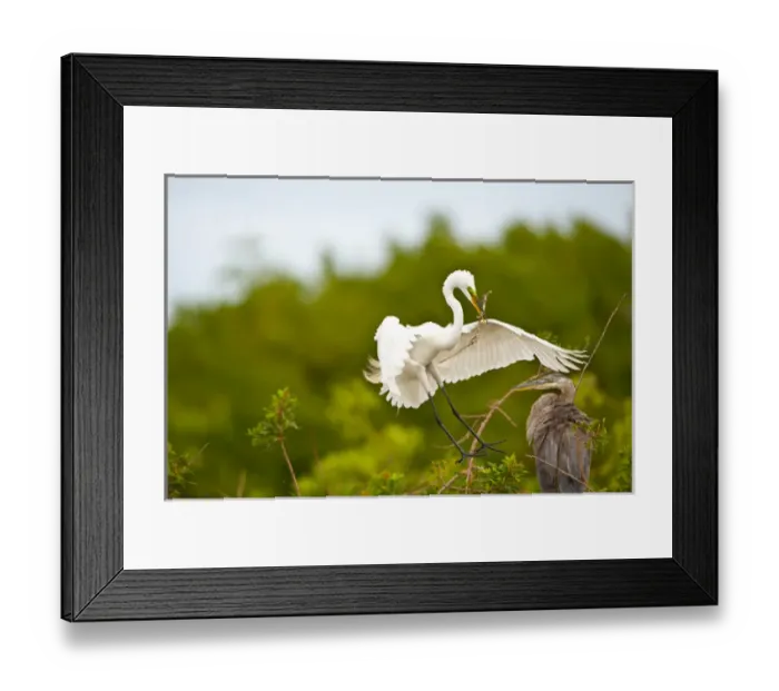 Framed Print : North America, USA, Florida, Venice, Audubon Sanctuary, Common Egret Flying with Framed Print : North America, USA, Florida, Venice, Audubon Sanctuary, Common Egret Flying with