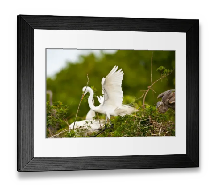 Framed Print : North America, USA, Florida, Venice, Audubon Sanctuary, Common Egret with Nesting Framed Print : North America, USA, Florida, Venice, Audubon Sanctuary, Common Egret with Nesting