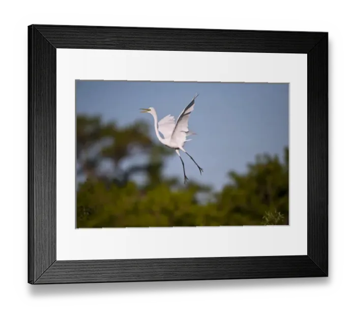 Framed Print : North America, USA, Florida, Venice, Audubon Sanctuary, Common Egret Flying and calling Framed Print : North America, USA, Florida, Venice, Audubon Sanctuary, Common Egret Flying and calling