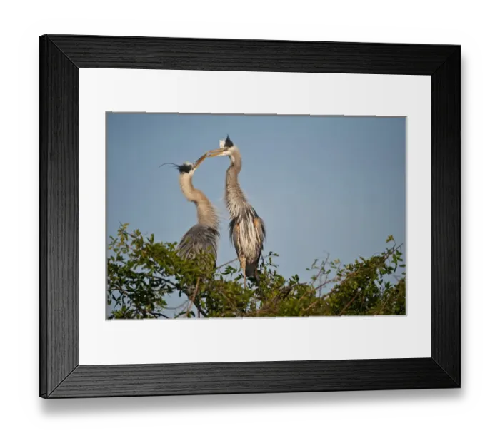 Framed Print : North America, USA, Florida, Venice, Great Blue Heron, Courting, nest relief ceremony Framed Print : North America, USA, Florida, Venice, Great Blue Heron, Courting, nest relief ceremony