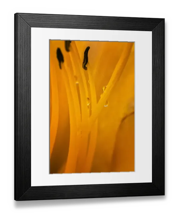 Framed Print : USA, Wilmington, Delaware. Inside of day lily plant