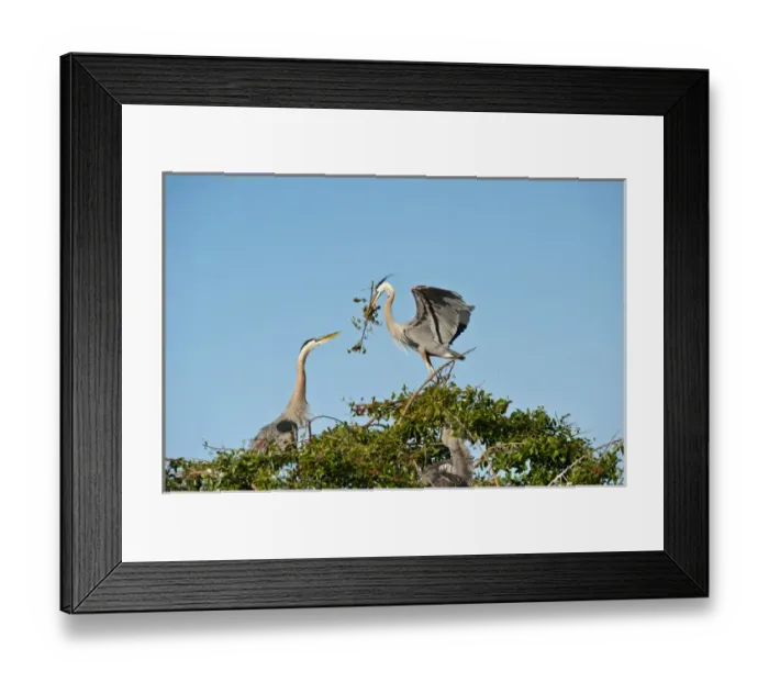 Framed Print : North America, USA, Florida, Venice, Great Blue Heron, Courting stick transfer ceremony Framed Print : North America, USA, Florida, Venice, Great Blue Heron, Courting stick transfer ceremony