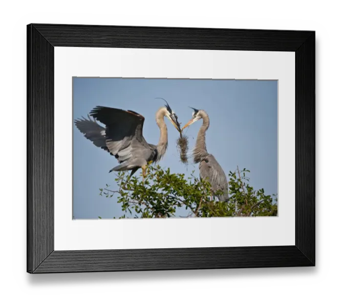 Framed Print : North America, USA, Florida, Venice, Great Blue Heron, Courting stick transfer ceremony