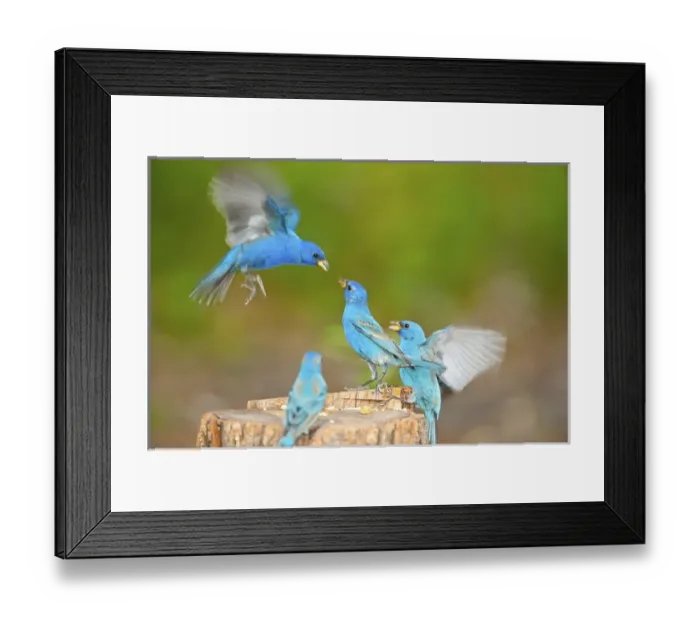 Framed Print : North America, USA, Florida, Immokalee, Indigo Buntings Fighting at Feeder Log Framed Print : North America, USA, Florida, Immokalee, Indigo Buntings Fighting at Feeder Log