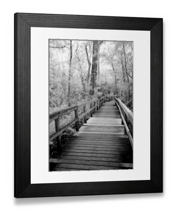 Framed Print : USA, Florida, Fakahatchee Strand Preserve State Park, Big Bend Board Walk. Infrared Framed Print : USA, Florida, Fakahatchee Strand Preserve State Park, Big Bend Board Walk. Infrared