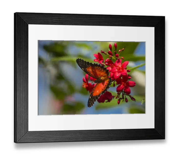 Framed Print : Red Lacewing butterfly (Cethosia biblis) at the Butterfly and Nature Conservatory Framed Print : Red Lacewing butterfly (Cethosia biblis) at the Butterfly and Nature Conservatory