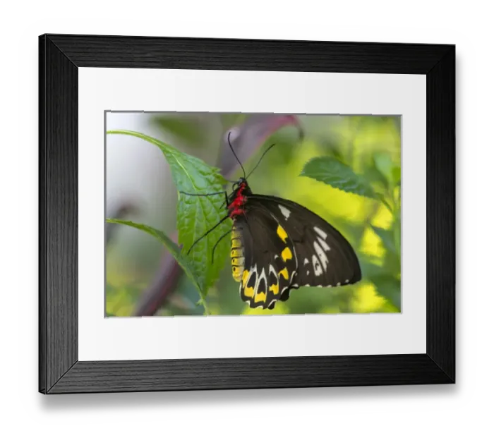 Framed Print : Common Birdwing (Troides helena) butterfly at the Butterfly and Nature Conservatory Framed Print : Common Birdwing (Troides helena) butterfly at the Butterfly and Nature Conservatory
